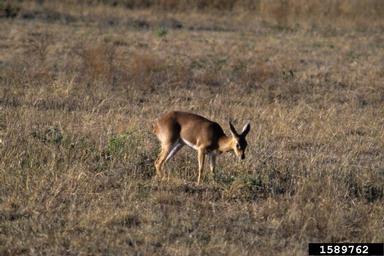 bush duiker, Sylvicapra grimmia  (Artiodactyla: Bovidae) - 1589762