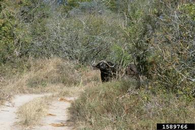 cape buffalo, Syncerus caffer  (Artiodactyla: Bovidae) - 1589766
