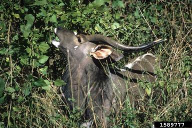 nyala, Tragelaphus angasii  (Artiodactyla: Bovidae) - 1589777