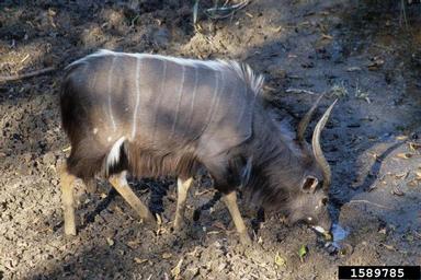 nyala, Tragelaphus angasii  (Artiodactyla: Bovidae) - 1589785