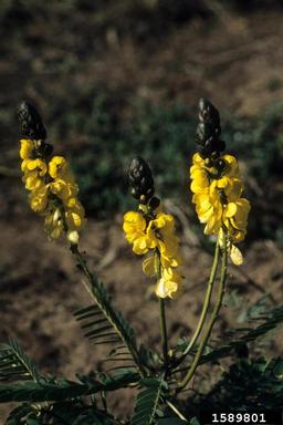 African senna, Senna didymobotrya  (Fabales: Fabaceae (Leguminosae)) - 1589801