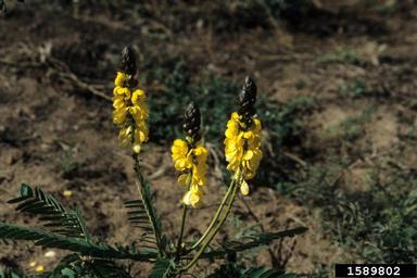 African senna, Senna didymobotrya  (Fabales: Fabaceae (Leguminosae)) - 1589802
