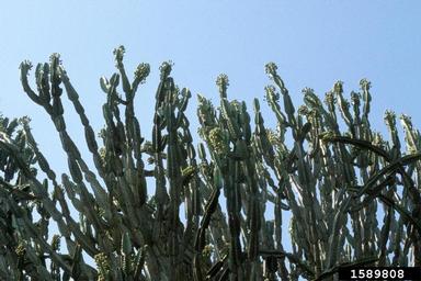 spurge, Euphorbia spp.  (Euphorbiales: Euphorbiaceae) - 1589808