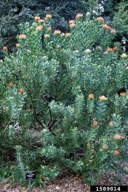 pin cushion protea, Leucospermum truncatum  (Proteales: Proteaceae) - 1589814