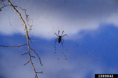 golden-silk spider, Nephila clavipes  (Araneae: Araneidae) - 1589842