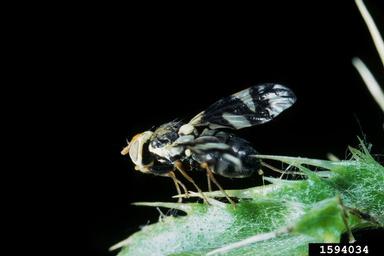 Canada thistle stem gall fly (Urophora cardui ) on Canada thistle (Cirsium arvense ) - 1594034