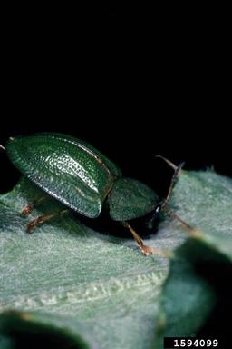 thistle tortoise beetle (Cassida rubiginosa ) on Canada thistle (Cirsium arvense ) - 1594099