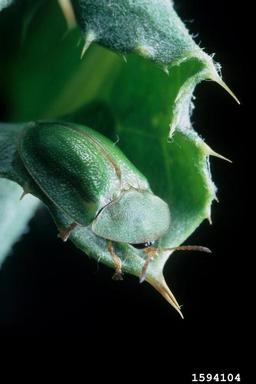 thistle tortoise beetle (Cassida rubiginosa ) on Canada thistle (Cirsium arvense ) - 1594104