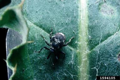 Canada thistle stem mining weevil (Ceutorhynchus litura ) on Canada thistle (Cirsium arvense ) - 1594105