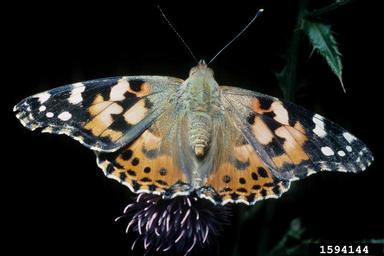 painted lady butterfly (Vanessa cardui ) on Canada thistle (Cirsium arvense ) - 1594144