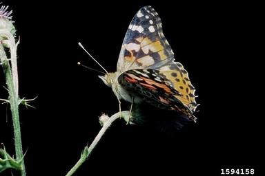painted lady butterfly (Vanessa cardui ) on Canada thistle (Cirsium arvense ) - 1594158