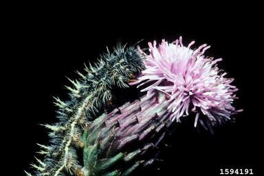 painted lady butterfly (Vanessa cardui ) on Canada thistle (Cirsium arvense ) - 1594191