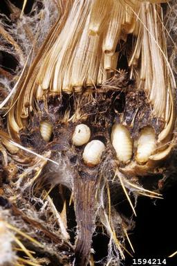 musk thistle head weevil (Rhinocyllus conicus ) on musk thistle (Carduus nutans ) - 1594214