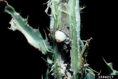 musk thistle head weevil (Rhinocyllus conicus ) on musk thistle (Carduus nutans ) - 1594217