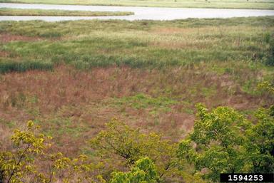 purple loosestrife, Lythrum salicaria  (Myrtales: Lythraceae) - 1594253