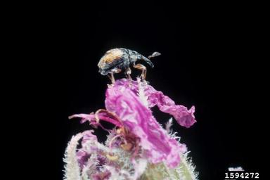 flower feeding weevil (Nanophyes marmoratus ) on purple loosestrife (Lythrum salicaria ) - 1594272