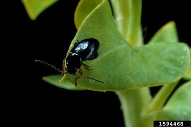 brown-legged spurge flea beetle (Aphthona lacertosa ) on leafy spurge (Euphorbia esula ) - 1594468