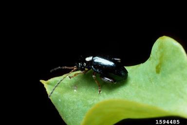 brown-legged spurge flea beetle (Aphthona lacertosa ) on leafy spurge (Euphorbia esula ) - 1594485