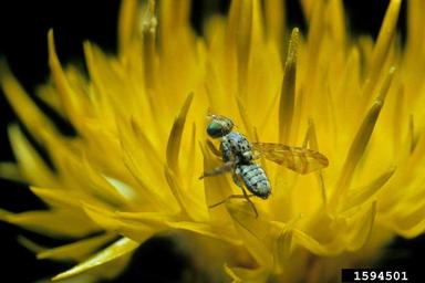 peacock fly (Chaetorellia succinea ) on yellow starthistle (Centaurea solstitialis ) - 1594501