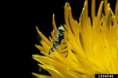 yellow star thistle gall fly (Urophora sirunaseva ) on yellow starthistle (Centaurea solstitialis ) - 1594548