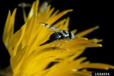 yellow star thistle gall fly (Urophora sirunaseva ) on yellow starthistle (Centaurea solstitialis ) - 1594554