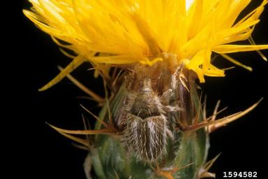 yellow starthistle hairy weevil (Eustenopus villosus ) on yellow starthistle (Centaurea solstitialis ) - 1594582