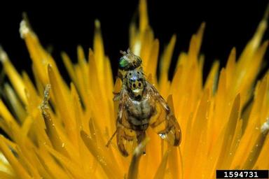peacock fly (Chaetorellia succinea ) on yellow starthistle (Centaurea solstitialis ) - 1594731