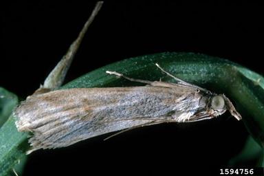 rush skeletonweed root moth (Bradyrrhoa gilveolella ) on rush skeletonweed (Chondrilla juncea ) - 1594756