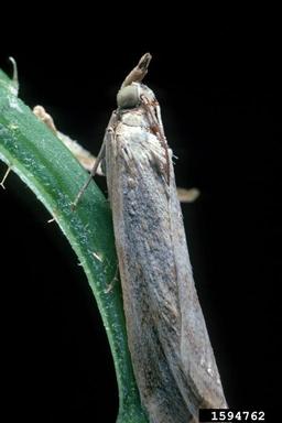 rush skeletonweed root moth (Bradyrrhoa gilveolella ) on rush skeletonweed (Chondrilla juncea ) - 1594762
