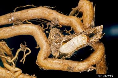 rush skeletonweed root moth (Bradyrrhoa gilveolella ) on rush skeletonweed (Chondrilla juncea ) - 1594777