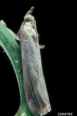 rush skeletonweed root moth (Bradyrrhoa gilveolella ) on rush skeletonweed (Chondrilla juncea ) - 1594786