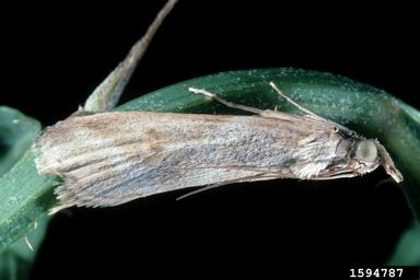 rush skeletonweed root moth (Bradyrrhoa gilveolella ) on rush skeletonweed (Chondrilla juncea ) - 1594787