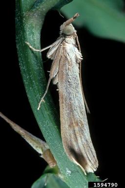 rush skeletonweed root moth (Bradyrrhoa gilveolella ) on rush skeletonweed (Chondrilla juncea ) - 1594790