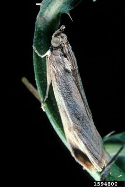 rush skeletonweed root moth (Bradyrrhoa gilveolella ) on rush skeletonweed (Chondrilla juncea ) - 1594800