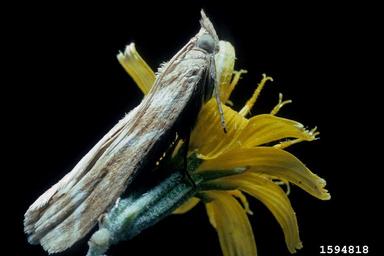 rush skeletonweed root moth (Bradyrrhoa gilveolella ) on rush skeletonweed (Chondrilla juncea ) - 1594818