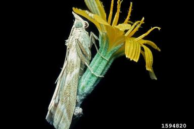 rush skeletonweed root moth (Bradyrrhoa gilveolella ) on rush skeletonweed (Chondrilla juncea ) - 1594820