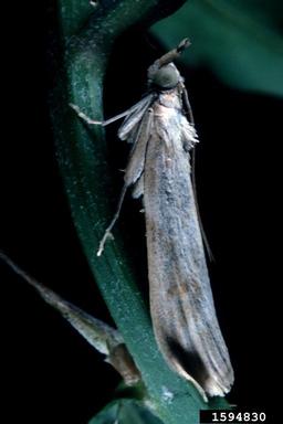 rush skeletonweed root moth (Bradyrrhoa gilveolella ) on rush skeletonweed (Chondrilla juncea ) - 1594830