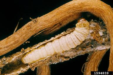 rush skeletonweed root moth (Bradyrrhoa gilveolella ) on rush skeletonweed (Chondrilla juncea ) - 1594839