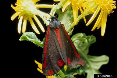 cinnabar moth (Tyria jacobaeae ) on tansy ragwort (Senecio jacobaea ) - 1594905
