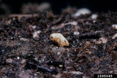 ragwort flea beetle (Longitarsus jacobaea ) on tansy ragwort (Senecio jacobaea ) - 1595045