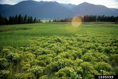 hoary cress, Lepidium draba  (Capparales: Brassicaceae) - 1595099