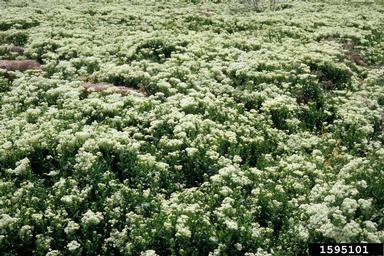 hoary cress, Lepidium draba  (Capparales: Brassicaceae) - 1595101