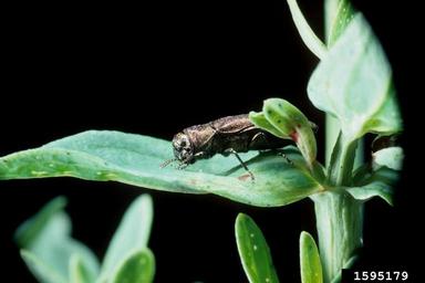 St. John's wort beetle (Agrilus hyperici ) on common St. Johnswort (Hypericum perforatum ) - 1595179