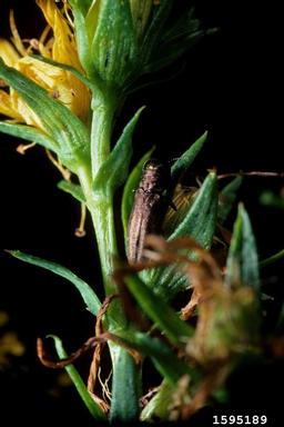 St. John's wort beetle (Agrilus hyperici ) on common St. Johnswort (Hypericum perforatum ) - 1595189