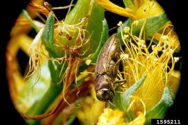 St. John's wort beetle (Agrilus hyperici ) on common St. Johnswort (Hypericum perforatum ) - 1595211