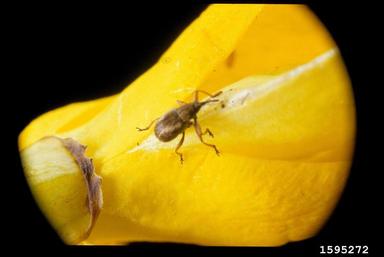Scottish broom seed weevil (Exapion fuscirostre ) on Scotch broom (Cytisus scoparius ) - 1595272