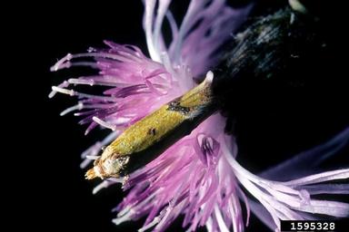sulfur knapweed root moth (Agapeta zoegana ) on spotted knapweed (Centaurea stoebe ) - 1595328