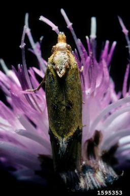 sulfur knapweed root moth (Agapeta zoegana ) on spotted knapweed (Centaurea stoebe ) - 1595353