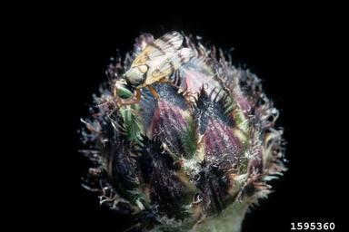 banded gall fly (Urophora affinis ) on spotted knapweed (Centaurea stoebe ) - 1595360