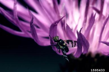 UV knapweed seedhead fly (Urophora quadrifasciata ) on spotted knapweed (Centaurea stoebe ) - 1595433
